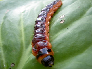 Image showing caterpillar on green leaf 4