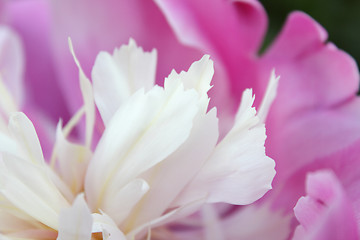 Image showing Pink peony