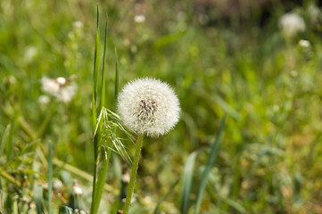 Image showing Dandelion