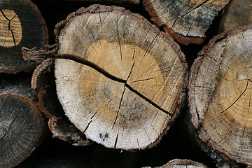 Image showing Annual rings on firewood