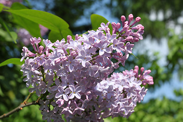 Image showing Lilac