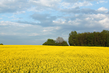 Image showing Colorful spring landscape