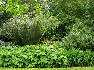 Image showing Greenery background