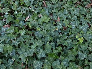 Image showing Ivy