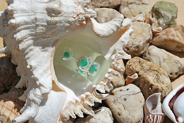 Image showing few seashells