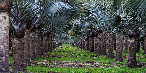 Image showing Palm trees