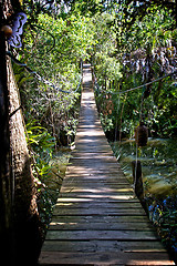 Image showing wooden walking bridge in tropical forest