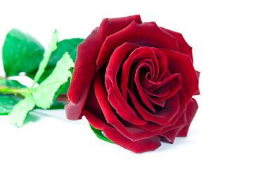 Image showing red rose