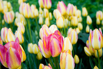 Image showing tulips garden