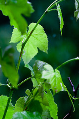 Image showing green leaves