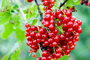 Image showing red currant