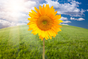 Image showing Beautiful Sunflower Over Grass Field
