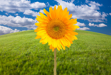 Image showing Beautiful Sunflower Over Grass Field