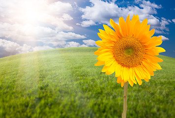 Image showing Beautiful Sunflower Over Grass Field