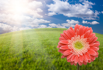 Image showing Pink Gerber Daisy Over Grass Field and Sky