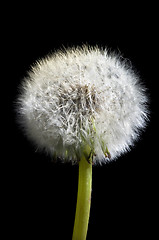 Image showing Taraxacum officinale