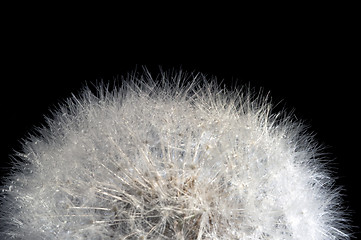 Image showing dandelion head