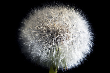 Image showing Common dandelion bloom 