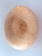 Image showing Cracked egg