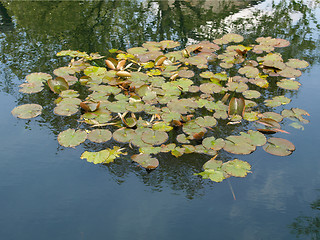 Image showing Waterlily