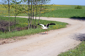 Image showing Preparing to Fly