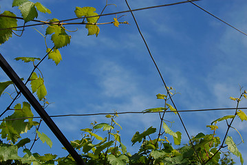 Image showing Vine leaves frame