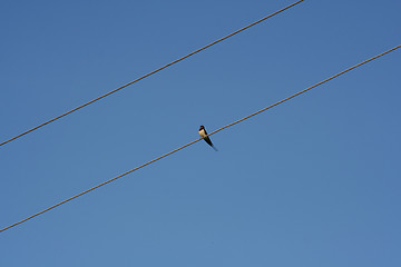 Image showing Swallow