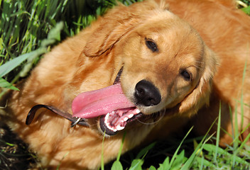 Image showing Happy dog portrait