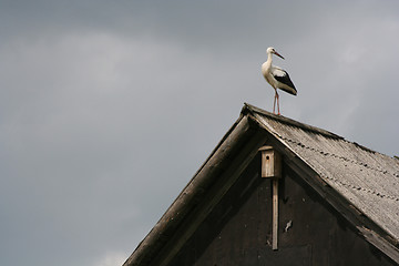 Image showing Stork