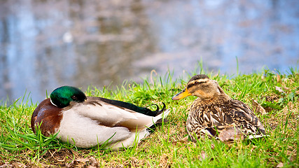 Image showing Ducks 