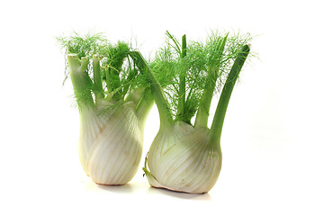 Image showing fennel