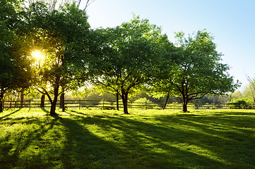 Image showing Sun Shining through Trees