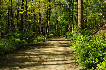 Image showing Hiking path through a forest