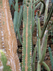 Image showing Cactus