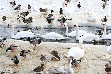 Image showing Birds in Winter