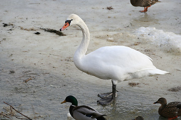 Image showing Swan