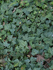 Image showing Ivy