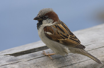 Image showing House sparrow