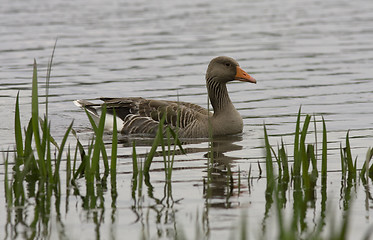 Image showing Greylag Goose.