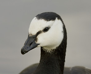 Image showing Barnacle Goose. 