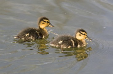 Image showing Duckling