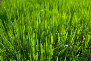 Image showing Grass