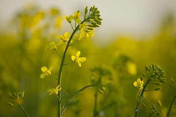 Image showing Rapeseed