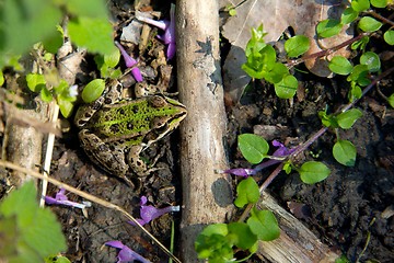 Image showing Frog