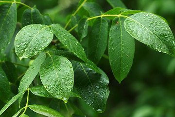 Image showing Leaves