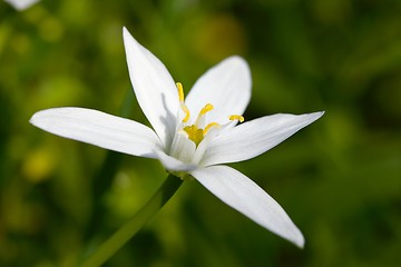 Image showing Flower