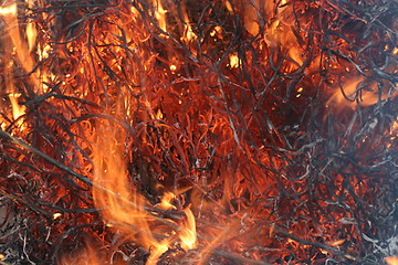 Image showing Fire