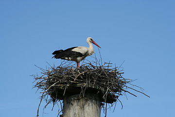 Image showing Stork in the Nest