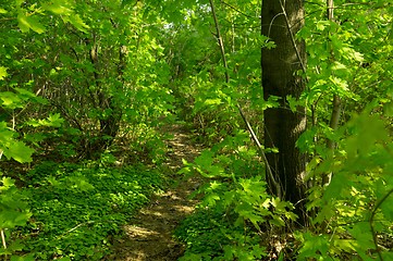 Image showing Forest path