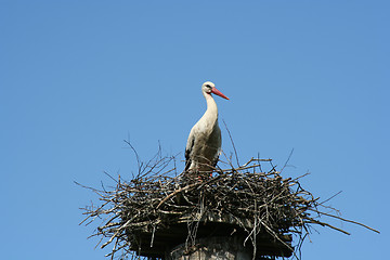 Image showing Stork